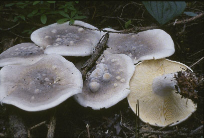 Picture of Clitocybe nebularis