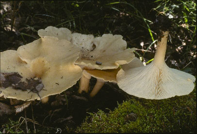 Pcture of Clitocybe maxima