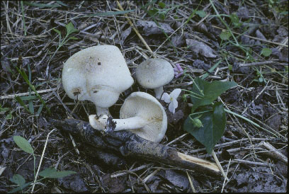 Picture of Clitocybe odora