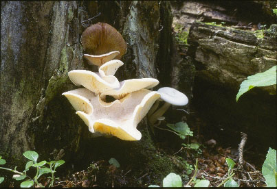 Picture of Clitocybe truncicola