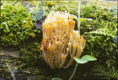 Picture of Clavicorona pyxidata