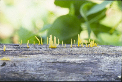 Picture of Calocera cornea