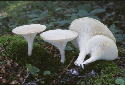 Picture of Clitocybe gibba