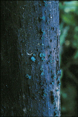 Picture of Chlorociboria aeruginascens