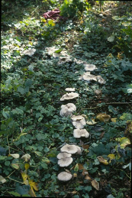 Picture of Clitocybe nebularis