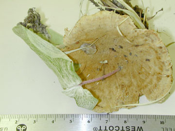 picture of Coltricia montagnei
