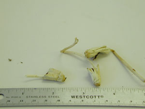 picture of Conocybe lactea