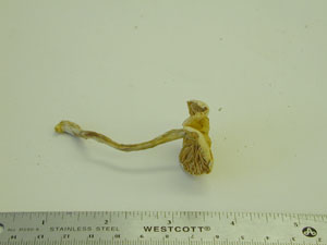 Picture of Conocybe praecox