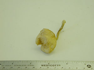 Picture of Conocybe praecox