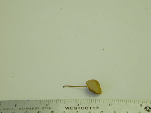 Picture of Conocybe tenera