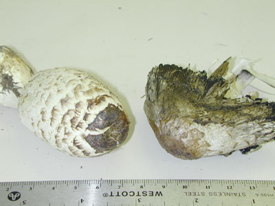 picture of Coprinus comatus