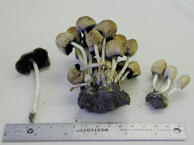 Picture of Coprinus micaceus