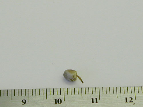 Picture of Coprinus plicatilis