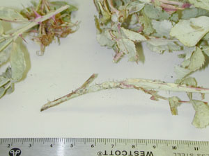 Picture of Cronartium phragmidium