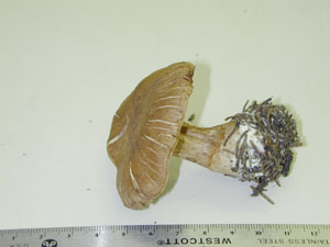 Picture of Cortinarius callulescens