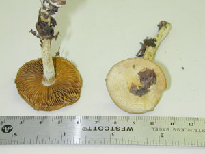 picture of Cortinarius croceofolius