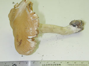 Picture of Cortinarius privignoides