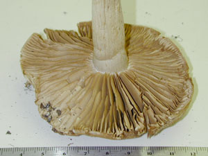 Picture of Cortinarius privignoides