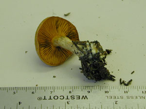 Picture of Cortinarius scarrus