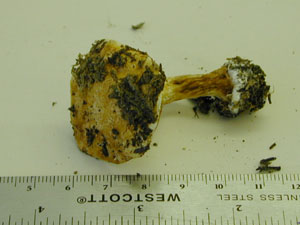 picture of Cortinarius multiformes