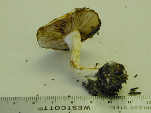 picture of Cortinarius multiformes