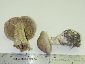 Picture of Cortinarius torvus