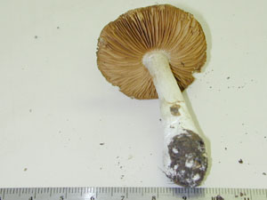 Picture of Cortinarius gemitrichus