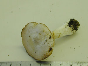 Picture of Cortinarius gemitrichus