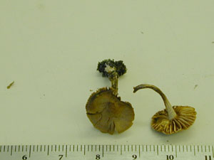 Picture of Cortinarius pulchellus