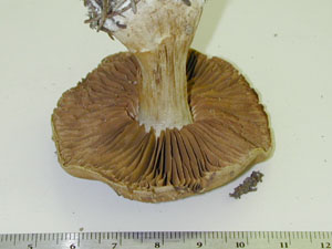 Picture of Cortinarius callulescens