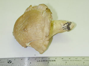 Picture of Cortinarius galaucopus