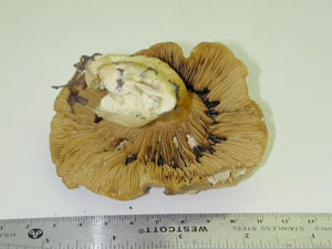 Picture of Cortinarius glaucopus