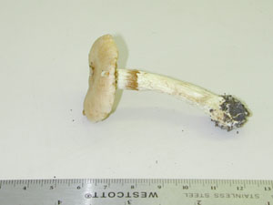 Picture of Cortinarius vibratilis