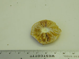 Picture of Cortinarius vibratilis