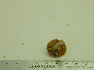 Picture of Cortinarius fluvescens