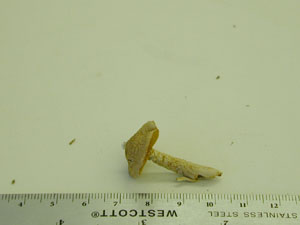 Picture of Cortinarius fulvescens