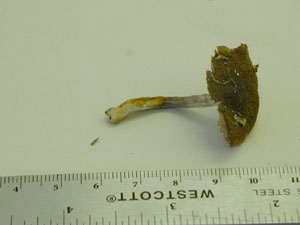 Pocture of Cortinarius huronsesis
