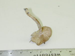 Picture of Cortinarius huronsesis