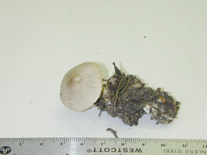 Picture of Cortinarius canius