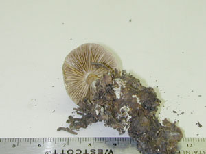 Picture of Cortinarius canius