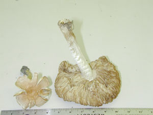 Picture of Cortinarius corrugatus