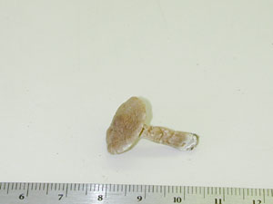 Picture of Cortinarius praestigiosus