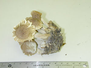 Picture of Cystoderma granulosum