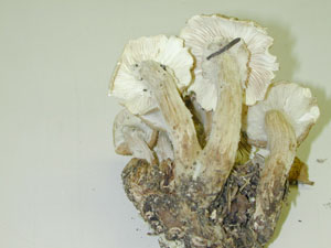 Picture of Cystoderma granulosum