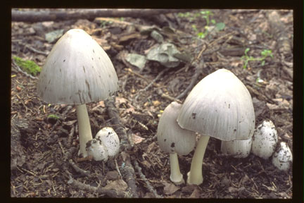 Picture of Coprinus atramentarius