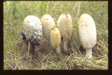 Picture of Coprinus comatus