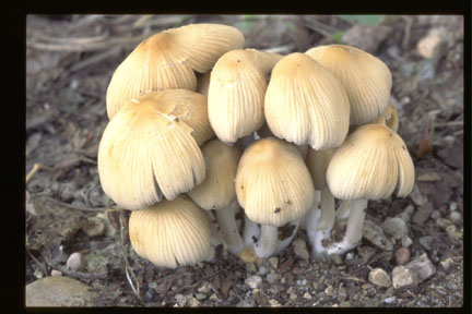 Picture of Coprinus micaceus