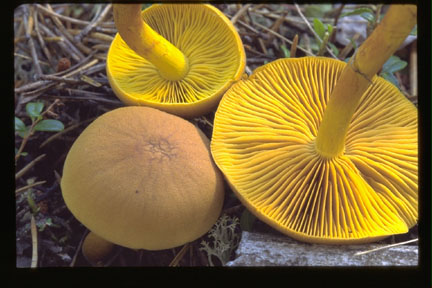 Picture of Cortinarius cinnamomeus