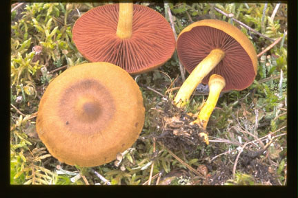 Picture of Cortinarius semisanguineus