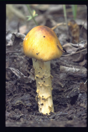 picture of Cortinarius trivialis